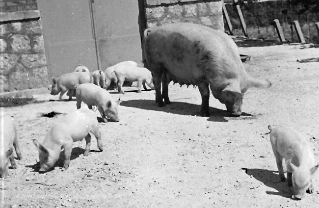 scrofa