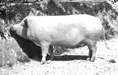 razza large white
