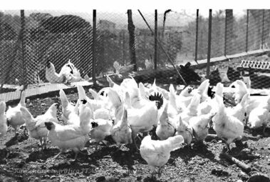 Galline padovane