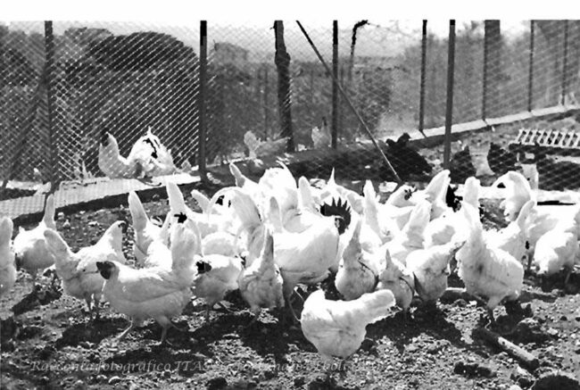 Galline padovane