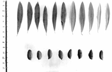 Studi sull’olivo