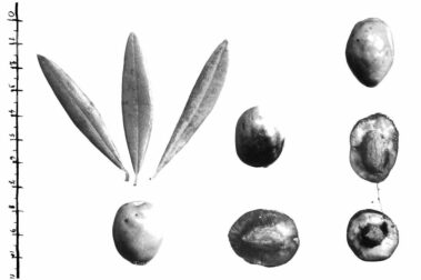 Studi sull’olivo