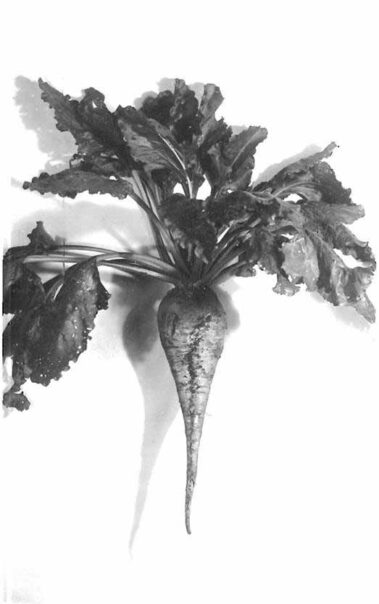 Studi sulla barbabietola da zucchero