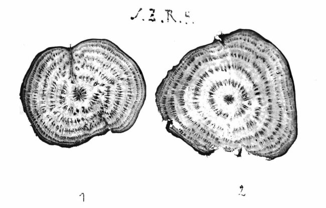 Studi sulla barbabietola da zucchero