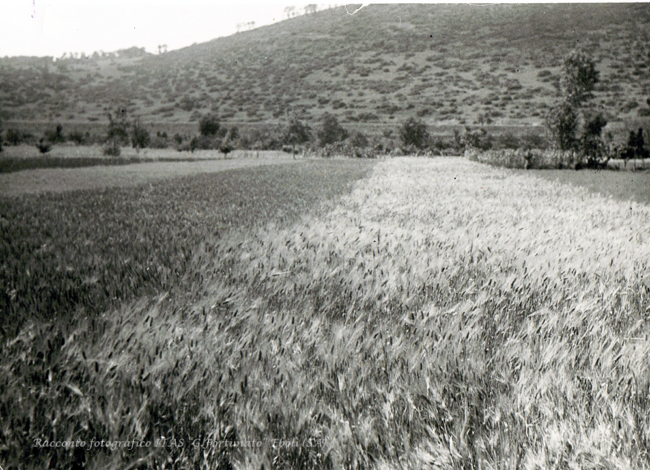 Campo sperimentale