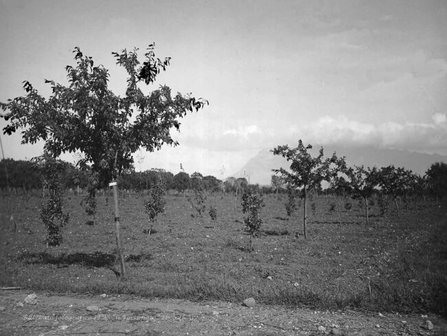 Un campo sperimentale
