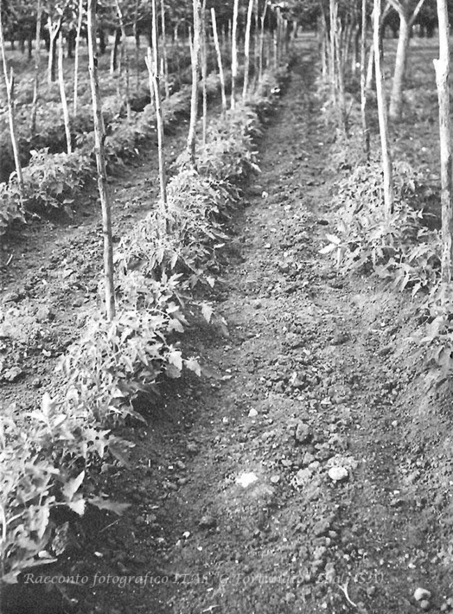 Coltivazioni di pomodori