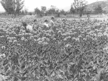 Un campo sperimentale di tabacco