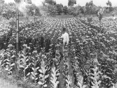 Un campo sperimentale di tabacco