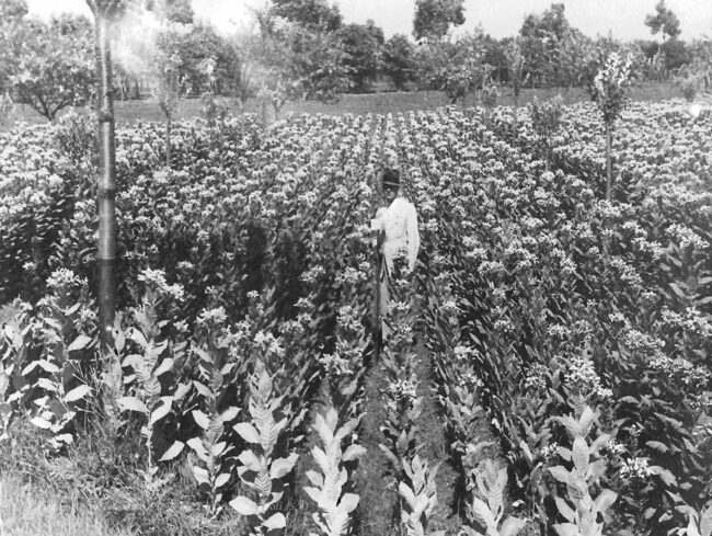 Un campo sperimentale di tabacco