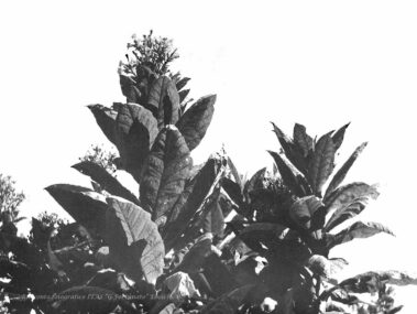Infiorescenze di tabacco