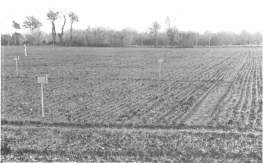 Un campo sperimentale di lattuga