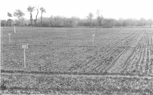 Un campo sperimentale di lattuga