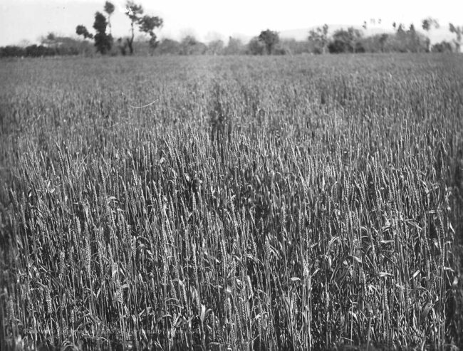 Un campo di frumento