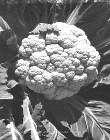 Produzione di cavolfiori