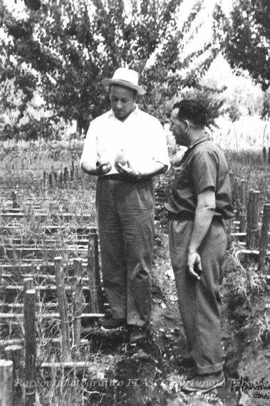 Considerazione agronomica