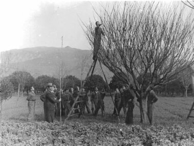 Studenti alle prese con la potatura