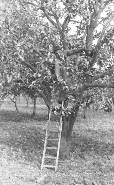 Potatura di un arancio biondo comune